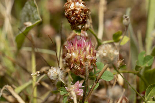 Image of sharp-tooth clover