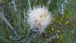 Cirsium cymosum (Greene) J. T. Howell的圖片