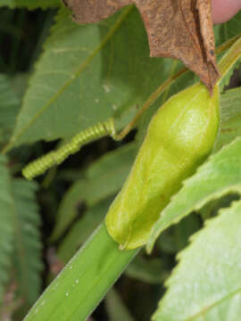 Image of passionflower