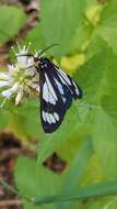 Image of Police Car Moth