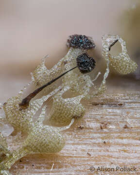 Image of Barbeyella minutissima