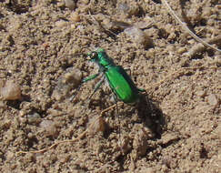 Image de Cicindela (Cicindela) denverensis Casey 1897