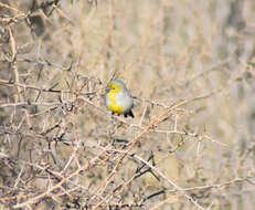 Image of Citron-headed Yellow Finch