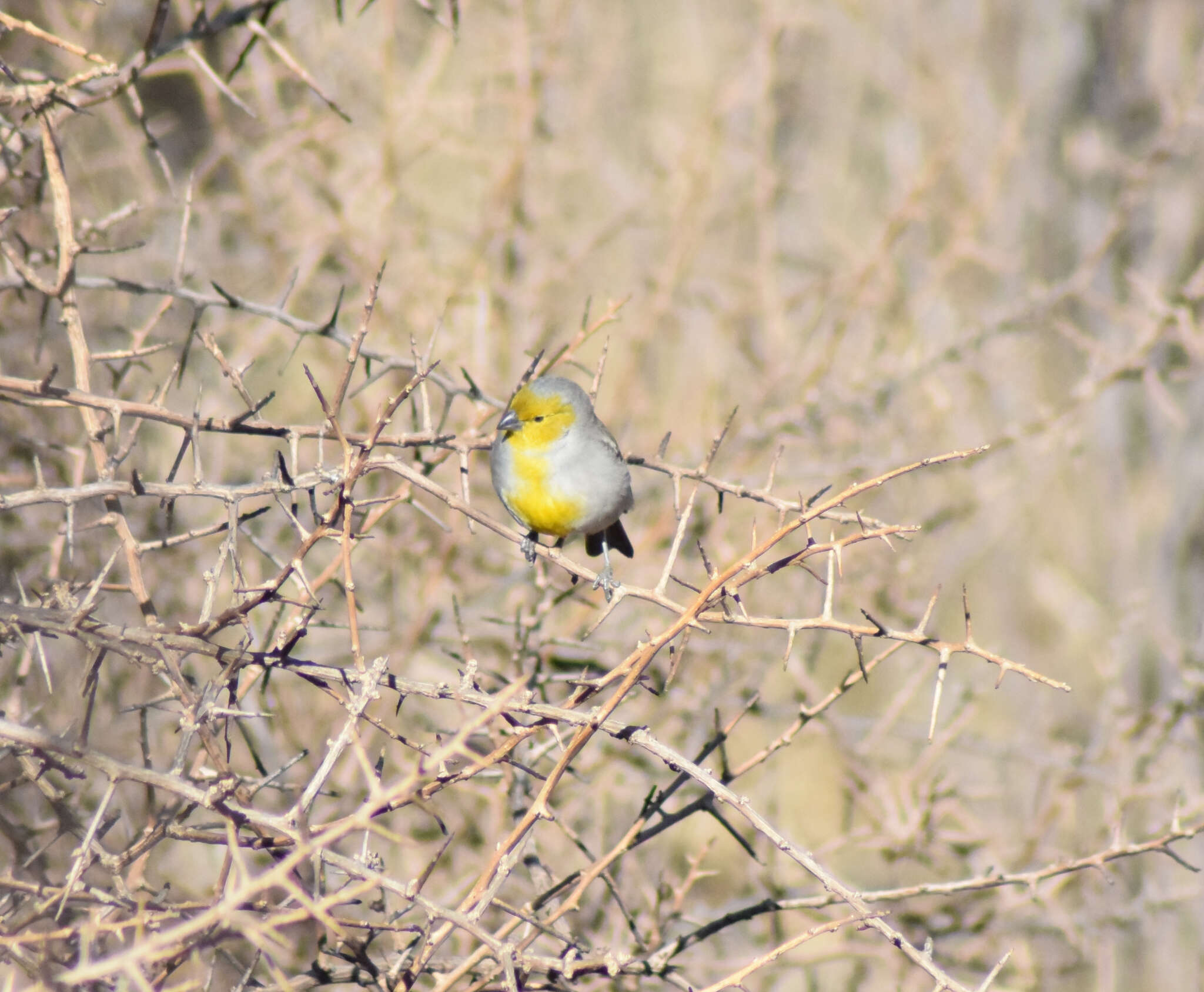 Image of Citron-headed Yellow Finch