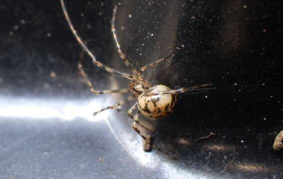 Image of cave cobweb spiders