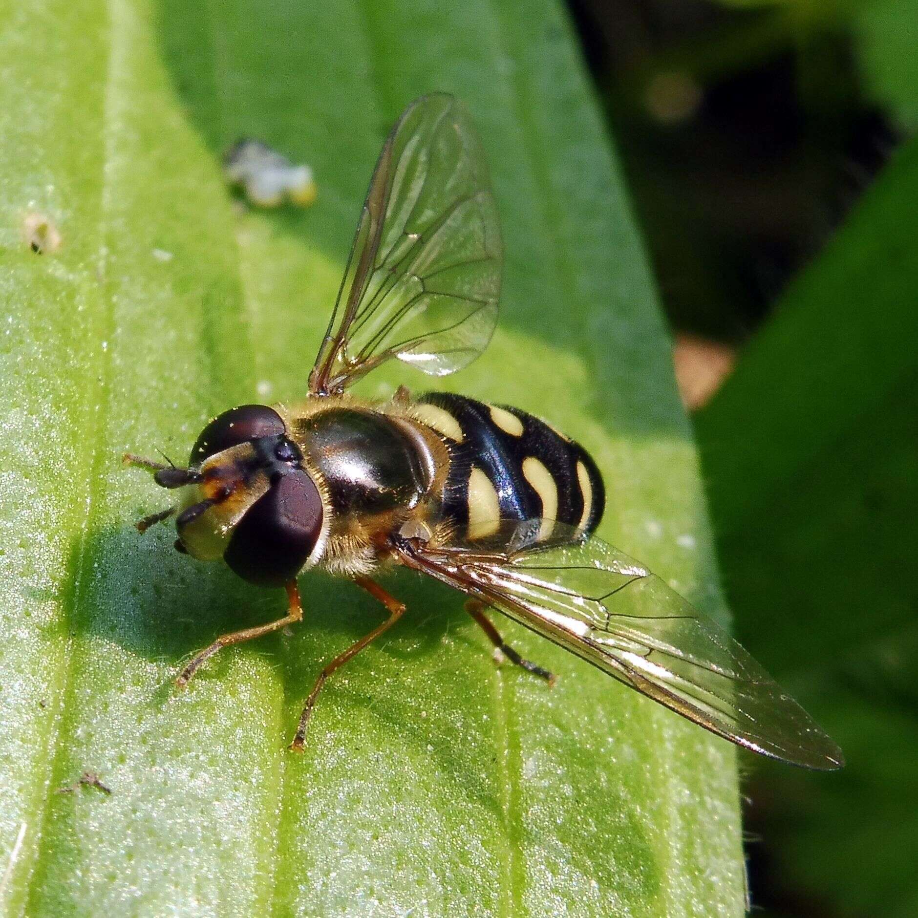 Eupeodes luniger (Meigen 1822) resmi