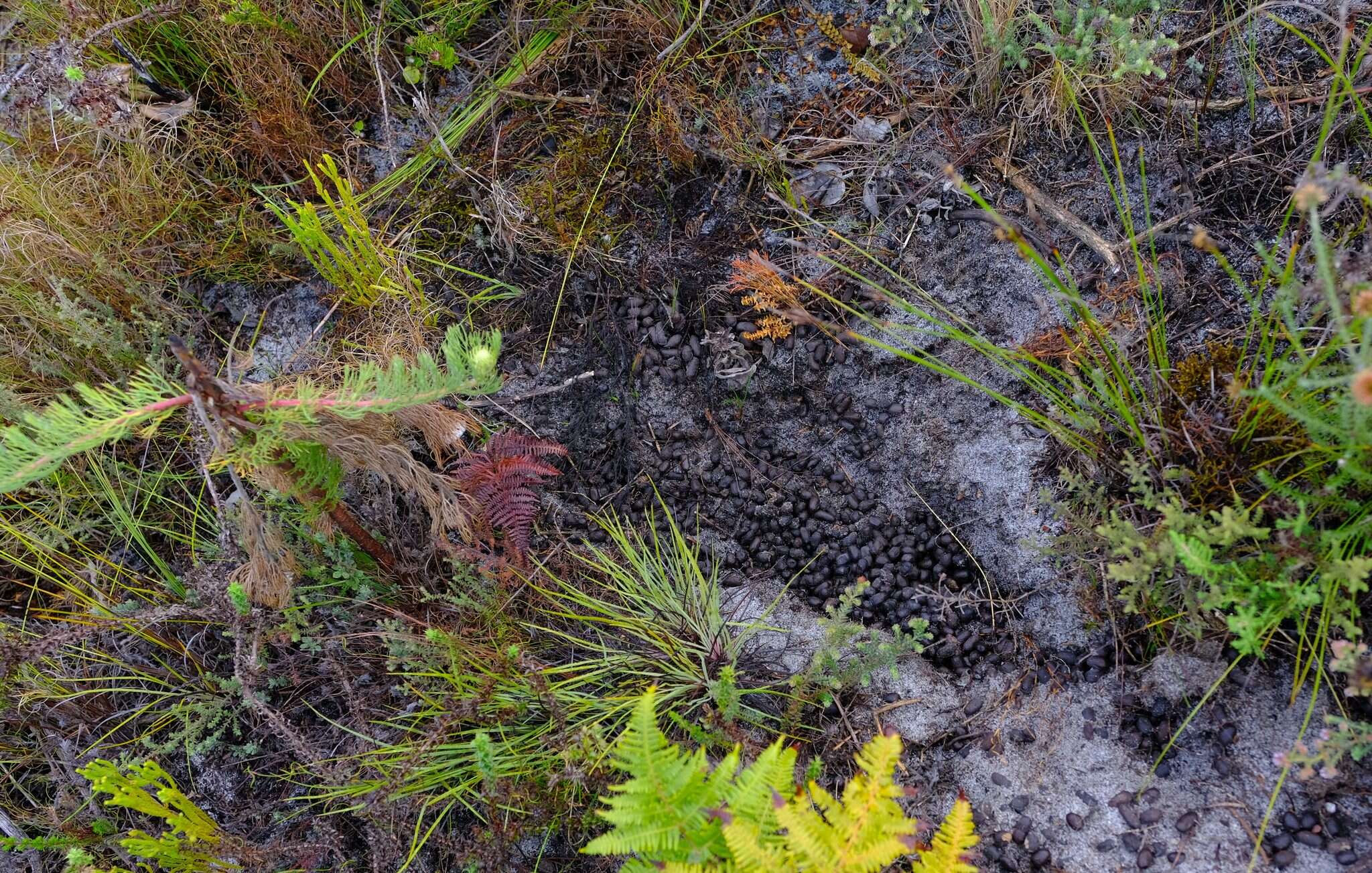 Image of Cape Grysbok