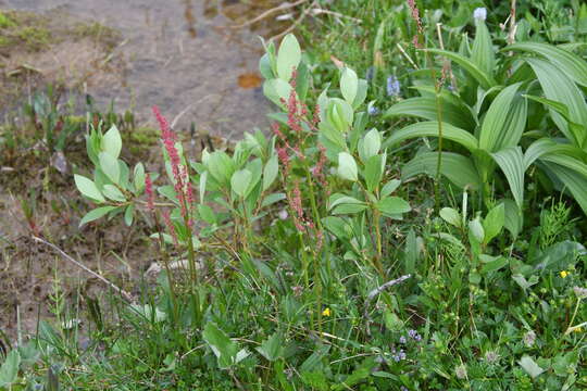 Image of Lapland Sorrel