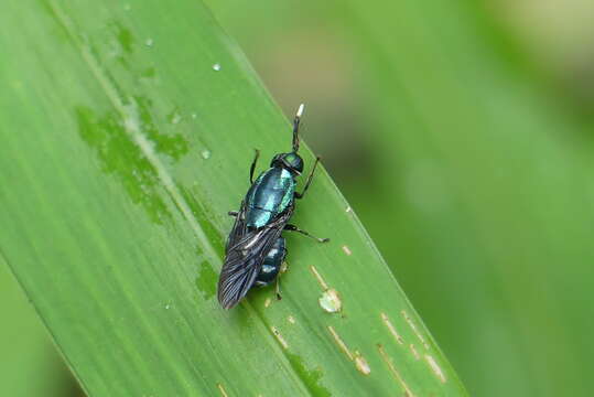 Image of Ptilocera continua Walker 1851