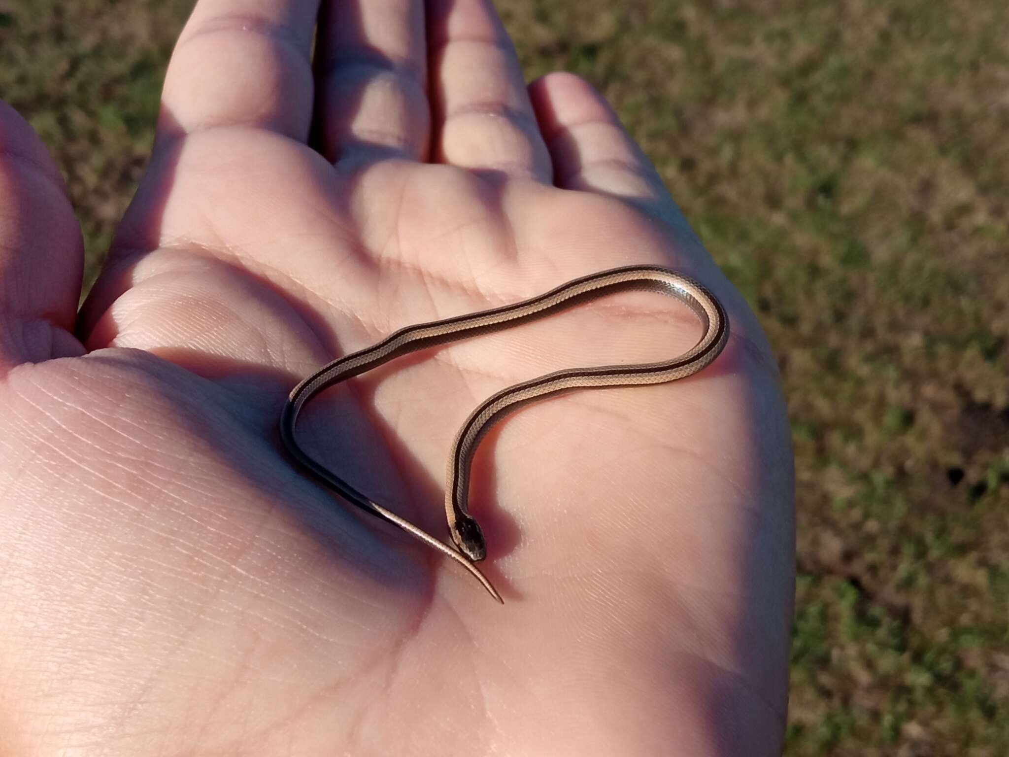 Image of Wide Ground Snake