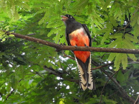 Image of Blue-crowned Trogon