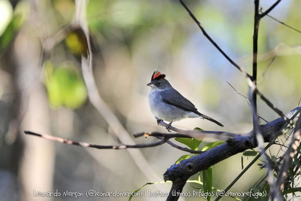 صورة Coryphospingus pileatus (Wied-Neuwied 1821)