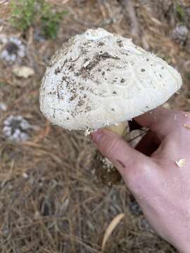 Plancia ëd Amanita smithiana Bas 1969