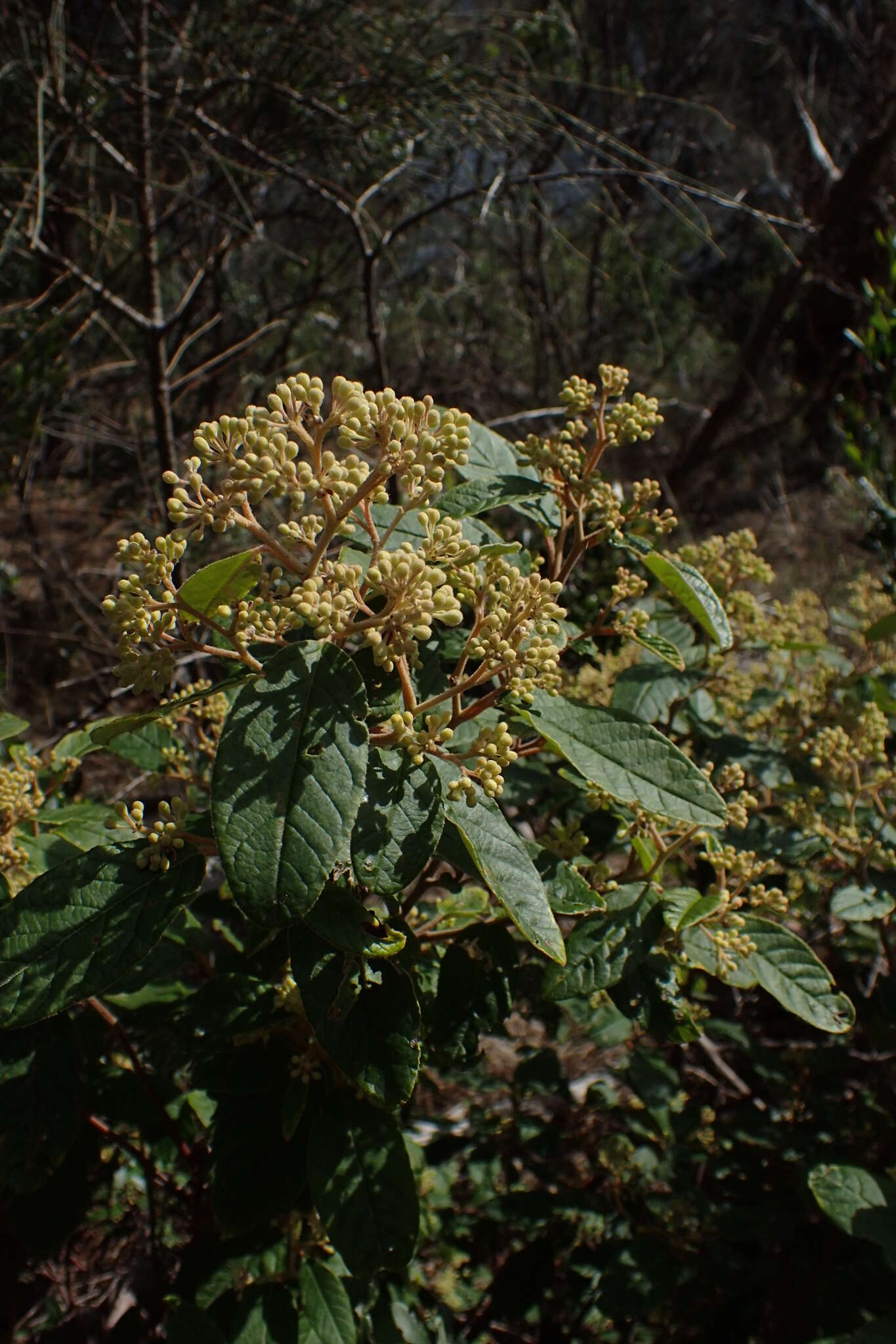 Pomaderris elliptica Labill. resmi