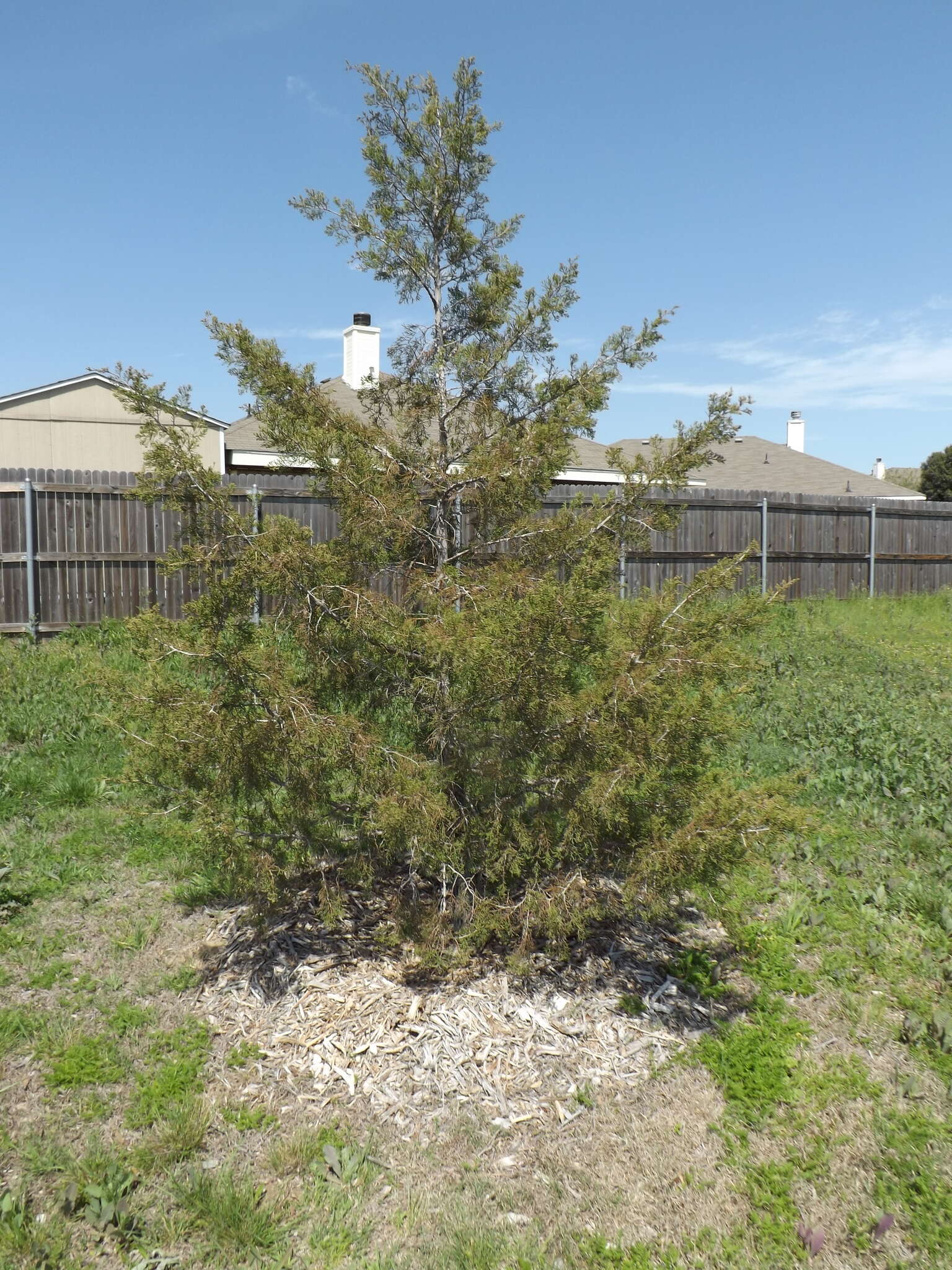 Image of Eastern Juniper