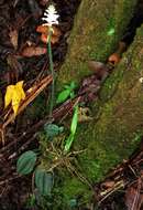 Image of Cypress-knee helmet orchid