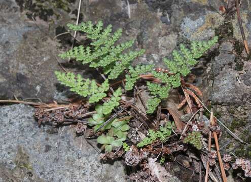 Image of Fendler's lipfern