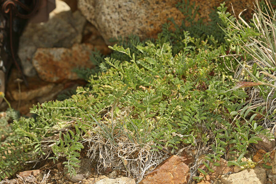 Astragalus lentiginosus var. ineptus (A. Gray) M. E. Jones的圖片