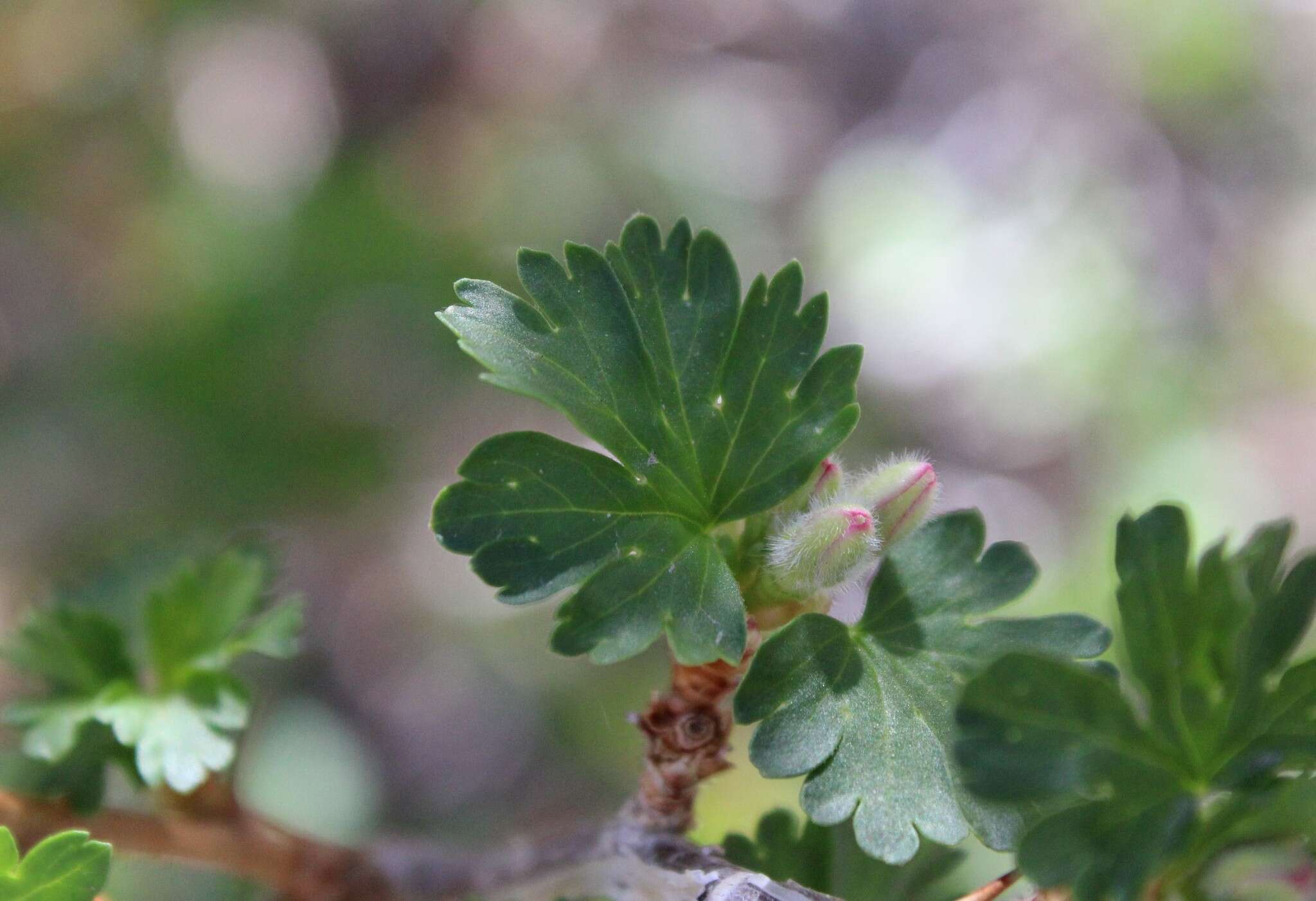 Image of trumpet gooseberry