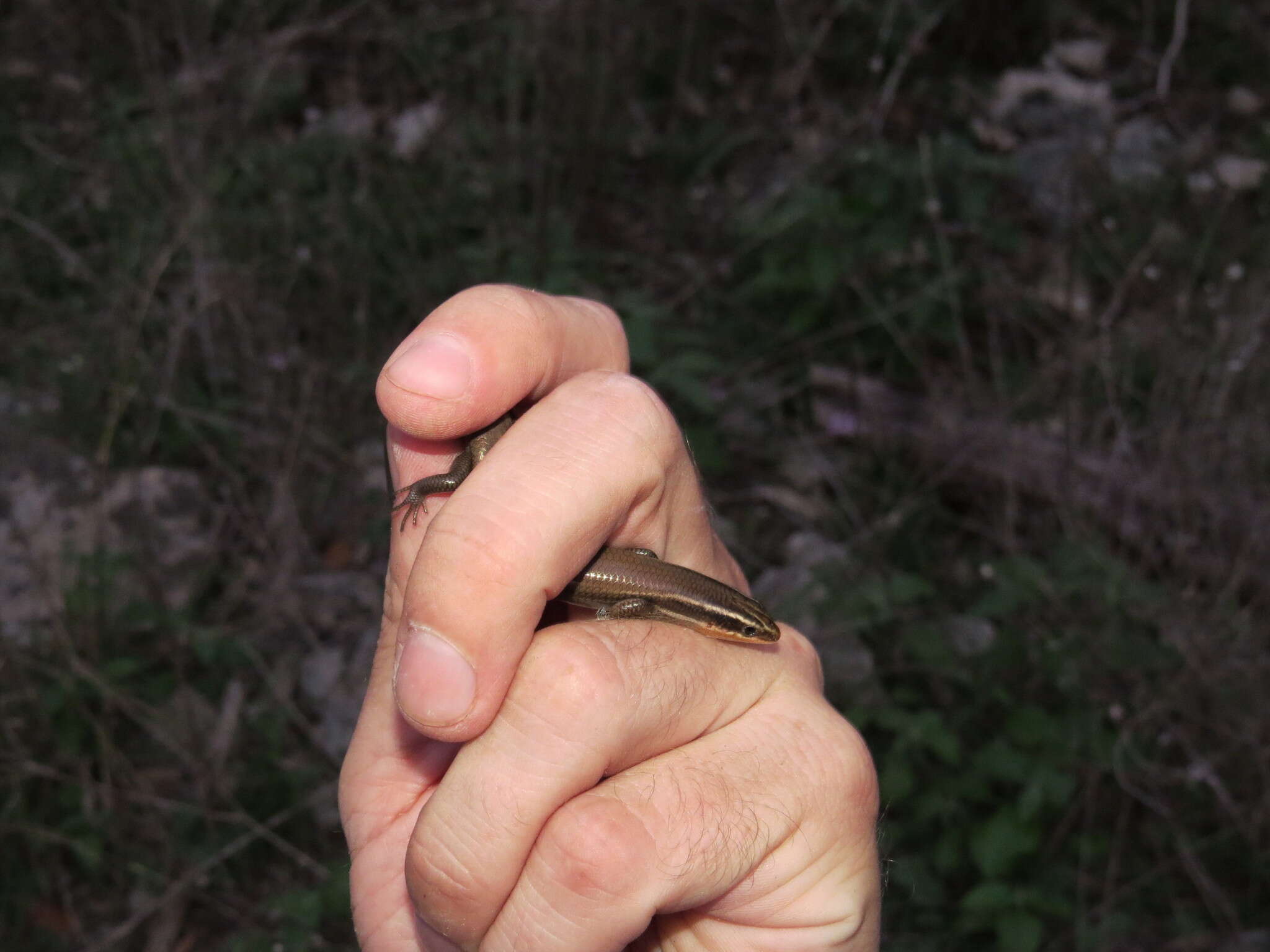 صورة Plestiodon tetragrammus brevilineatus (Cope 1880)