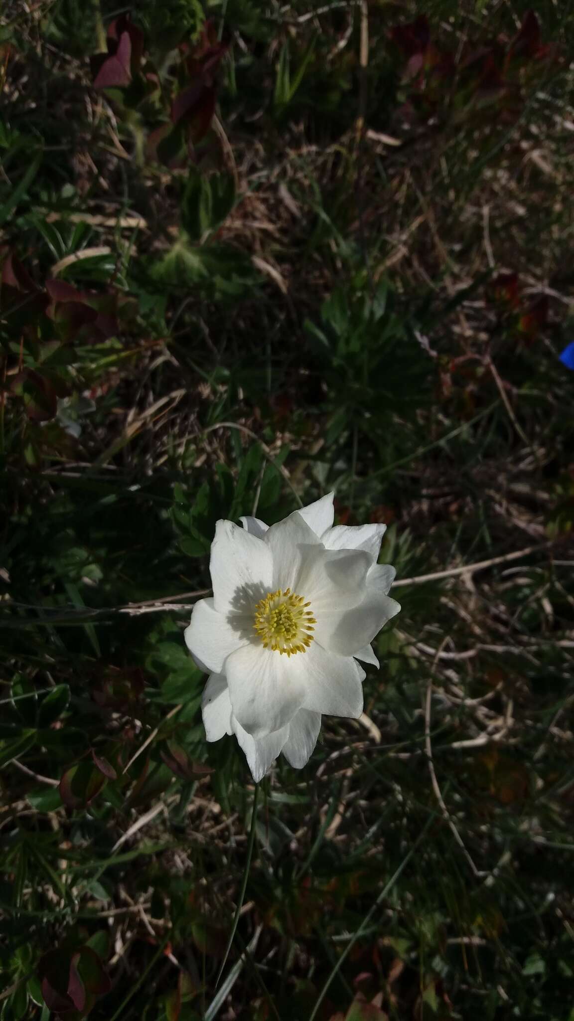 Image de Pulsatilla alpina subsp. millefoliata (Bertol.) D. M. Moser