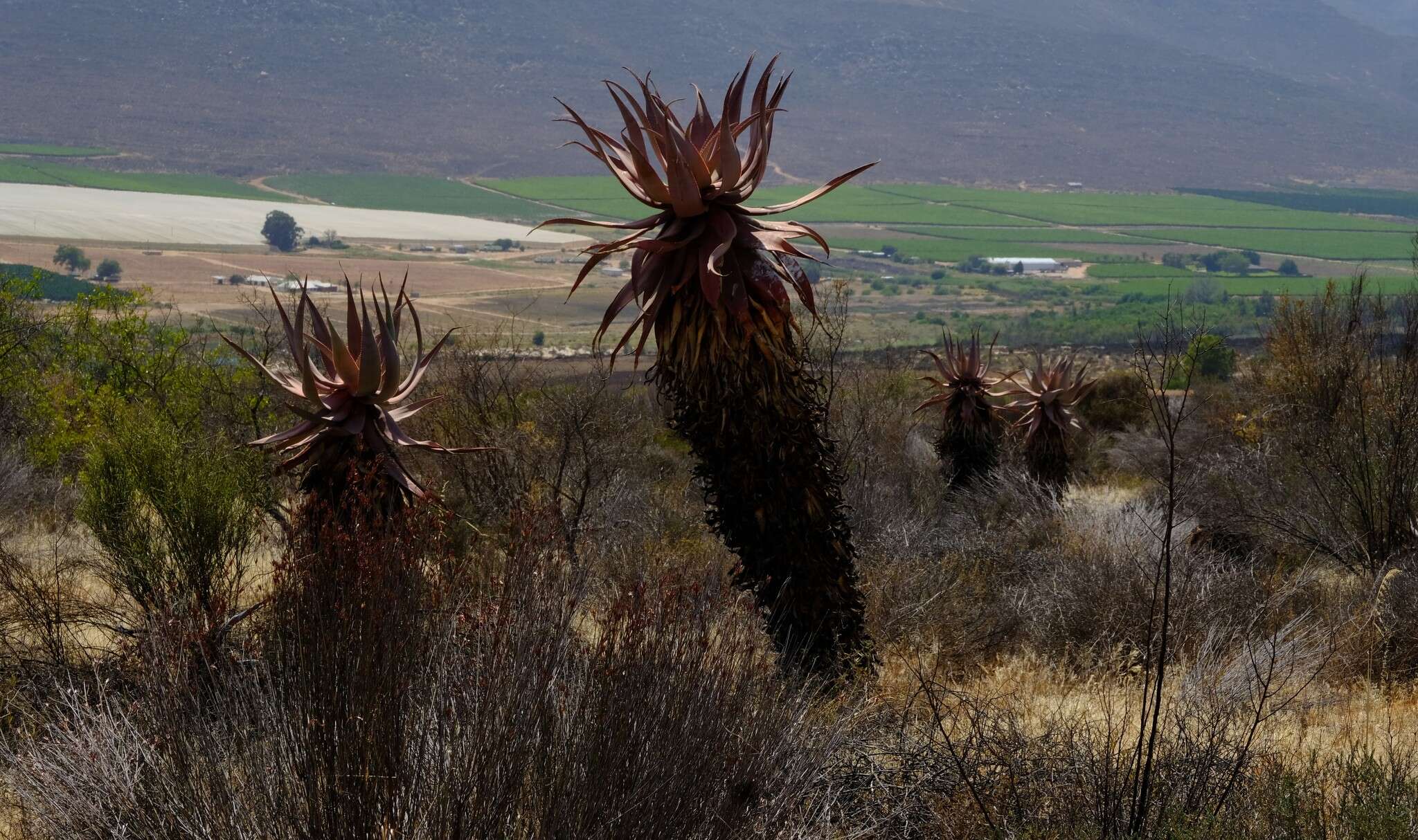 Image of Clanwilliam Aloe