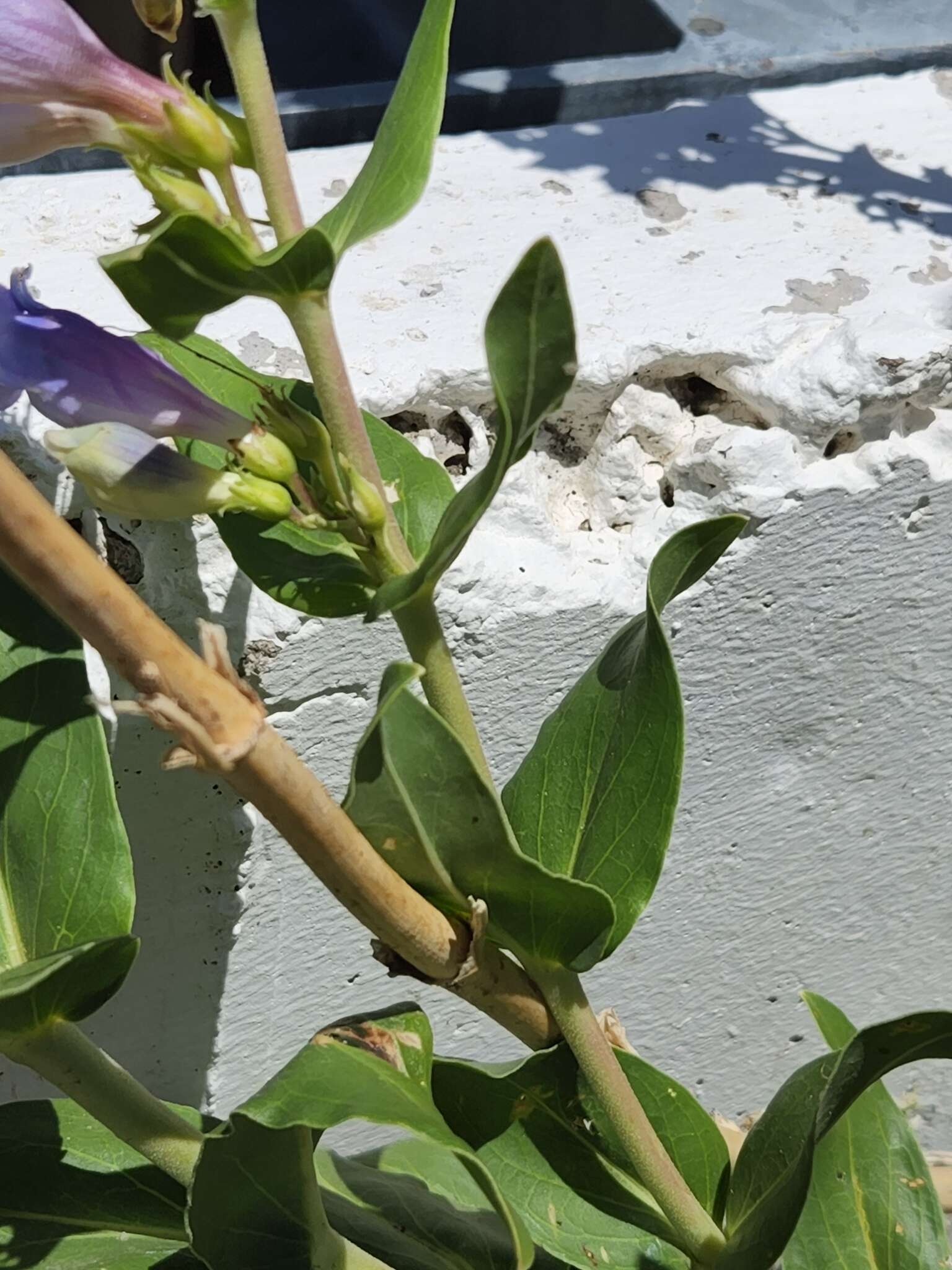 Image of Brandegee's penstemon