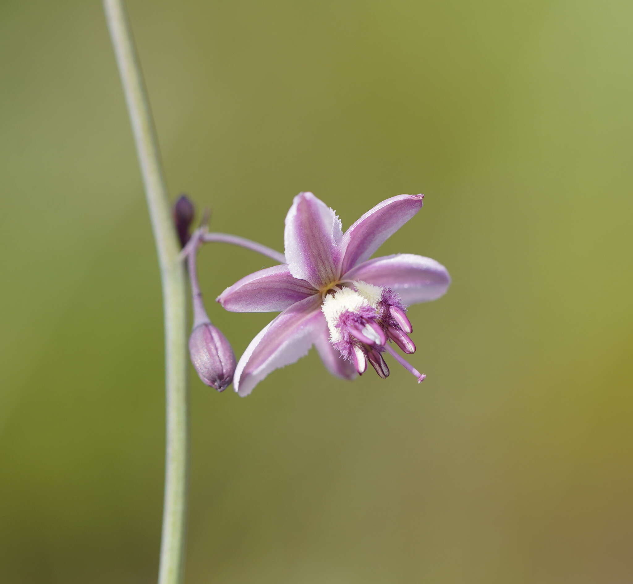 Image of Arthropodium milleflorum (Redouté) J. F. Macbr.