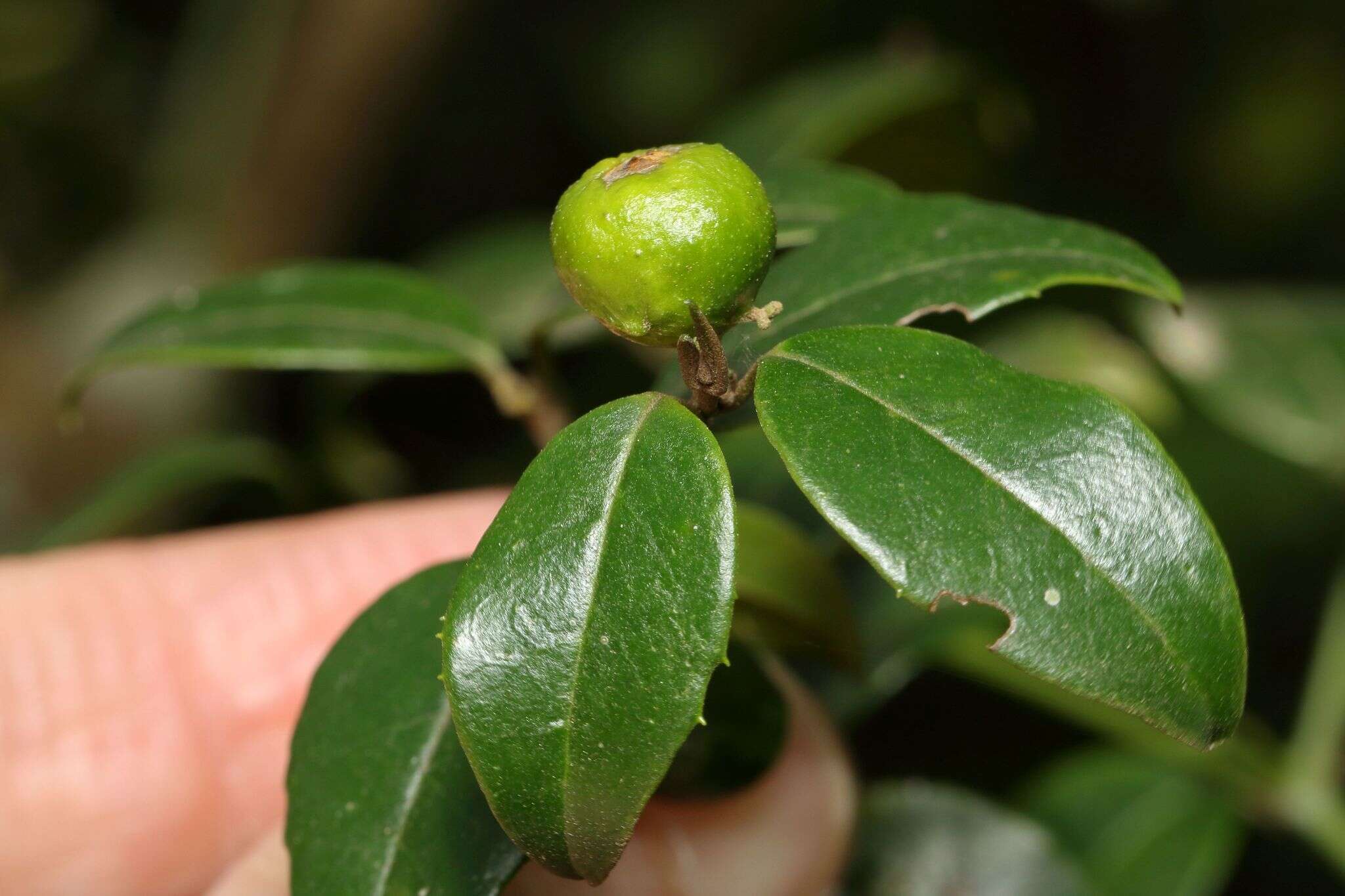 Image of Lemon-thorn