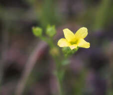 Слика од Linum sulcatum Riddell