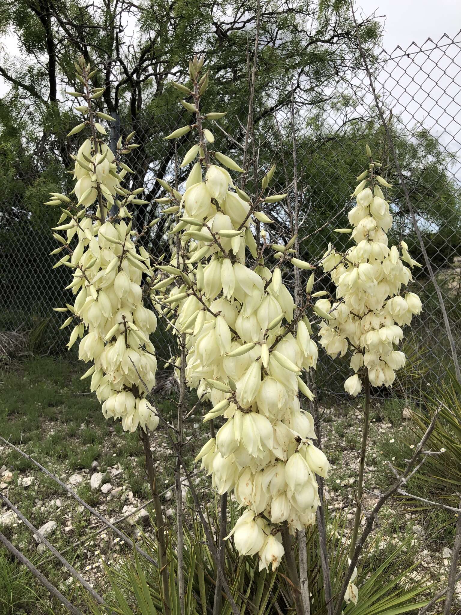 Image of San Angelo yucca