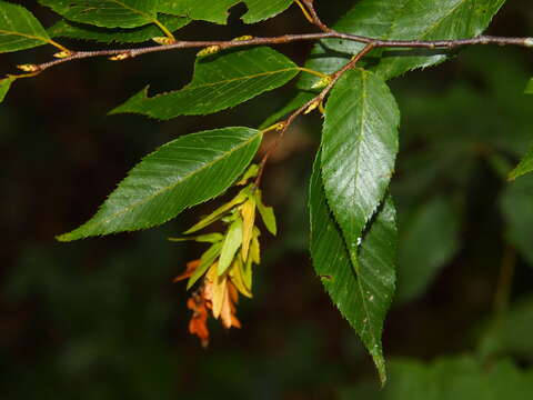 Image of Carpinus viminea Wall. ex Lindl.