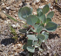 Oenothera macrocarpa subsp. incana (A. Gray) W. L. Wagner resmi