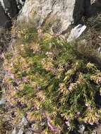 Image of Dianthus rupicola Biv.