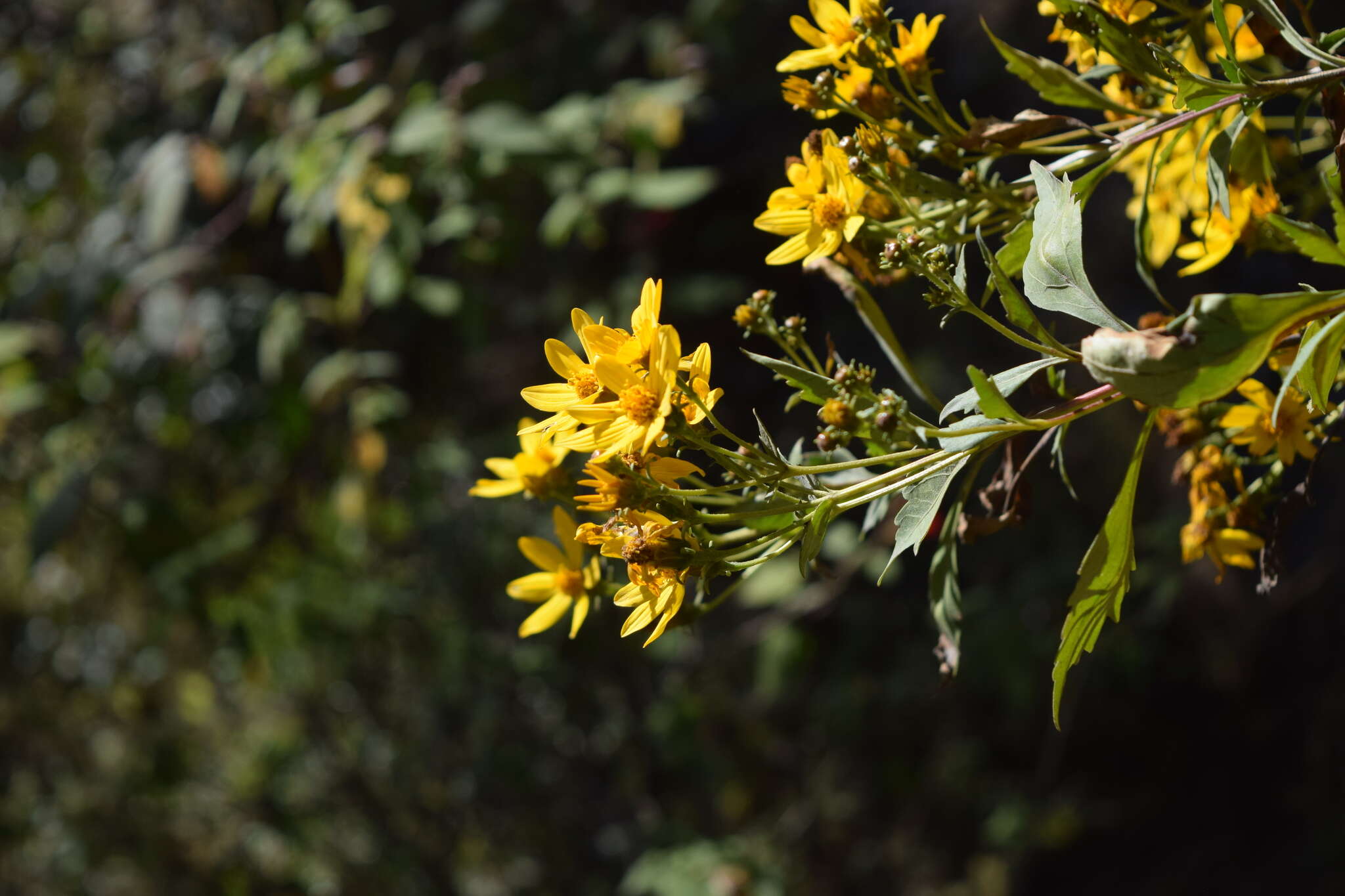 Coreopsis petrophiloides B. L. Rob. & Greenm.的圖片