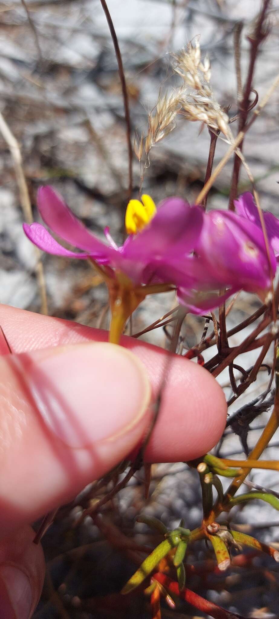 Image of Chironia linoides L.