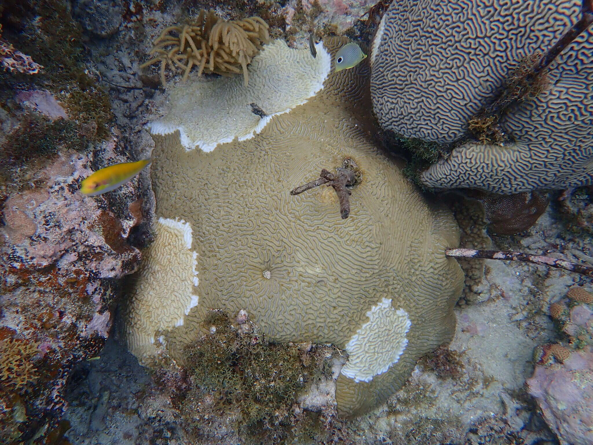 Image of Pseudodiploria Fukami, Budd & Knowlton 2012