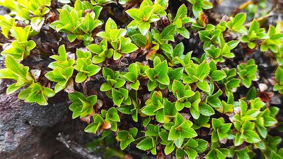 Salix berberifolia subsp. tschuktschorum (A. Skvorts.) Worosch.的圖片