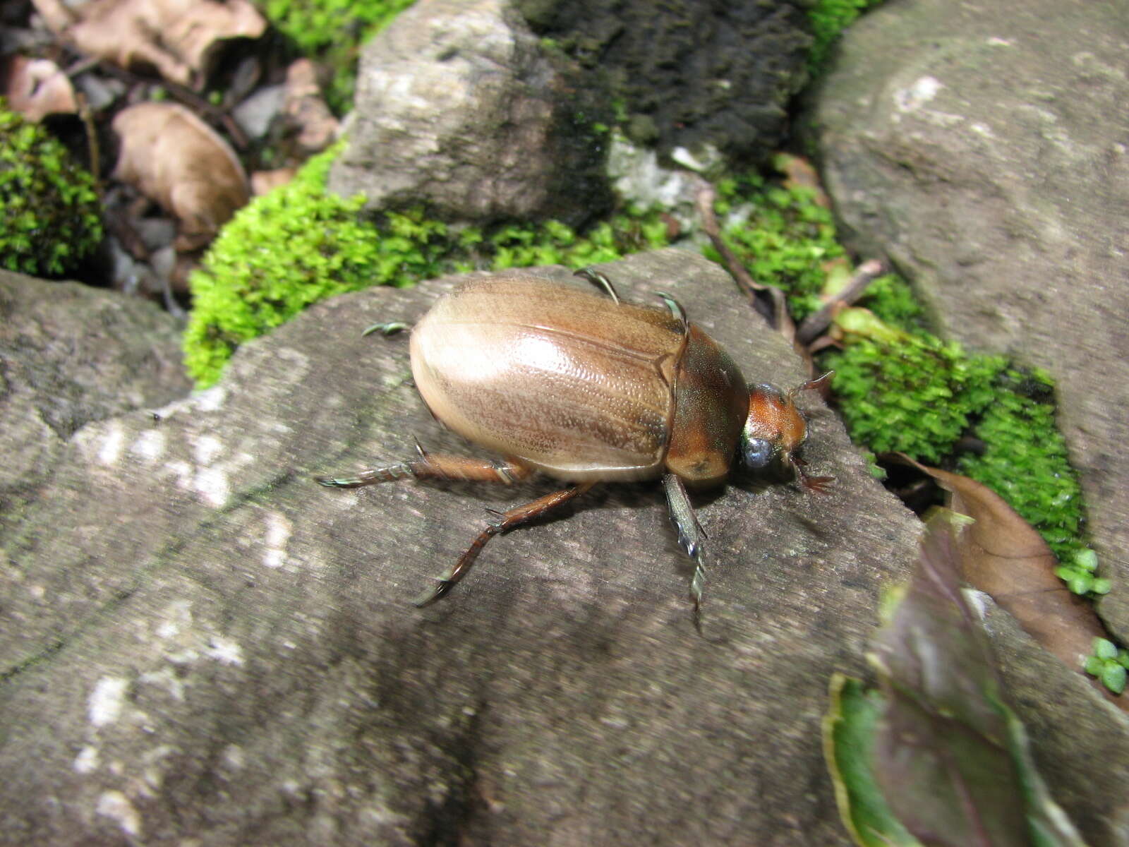 Image of Pelidnota punctulata Bates 1888