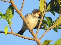 Image of White-throated Seedeater