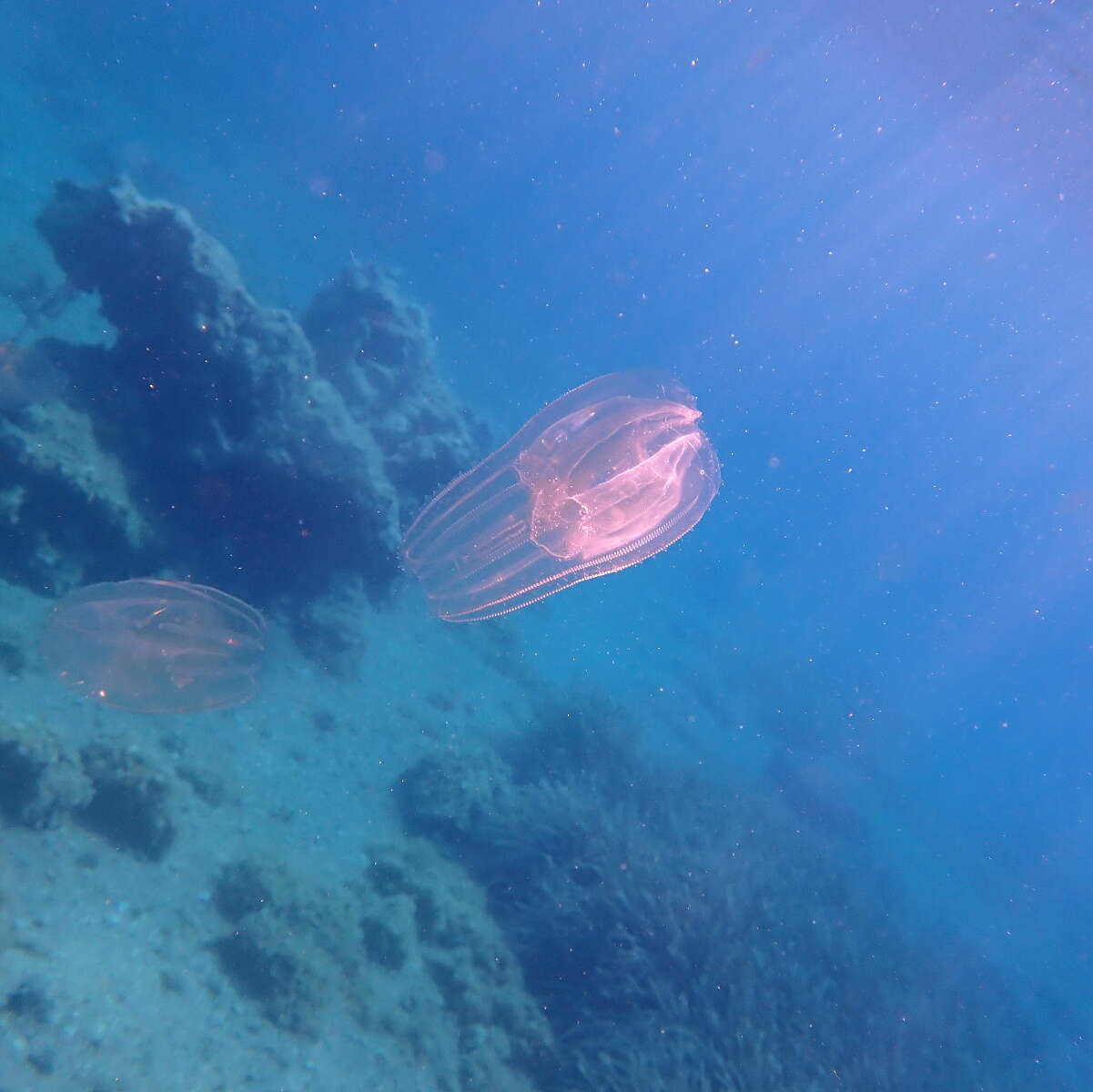 Image of vitreous lobate comb-jelly