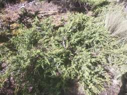 Image of Juniperus monticola subsp. compacta