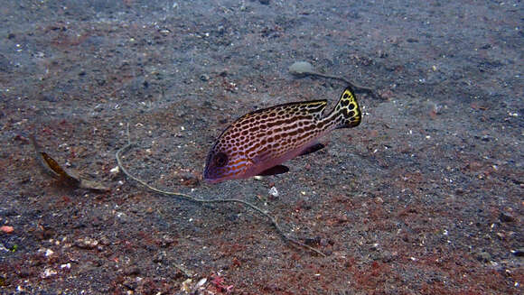 Image of Black-foot sweetlips