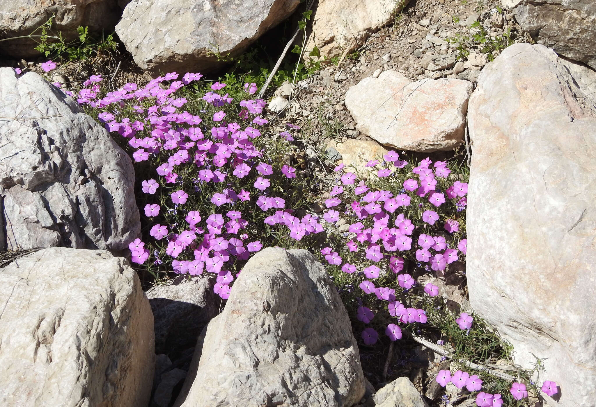 Imagem de Phlox nana Nutt.