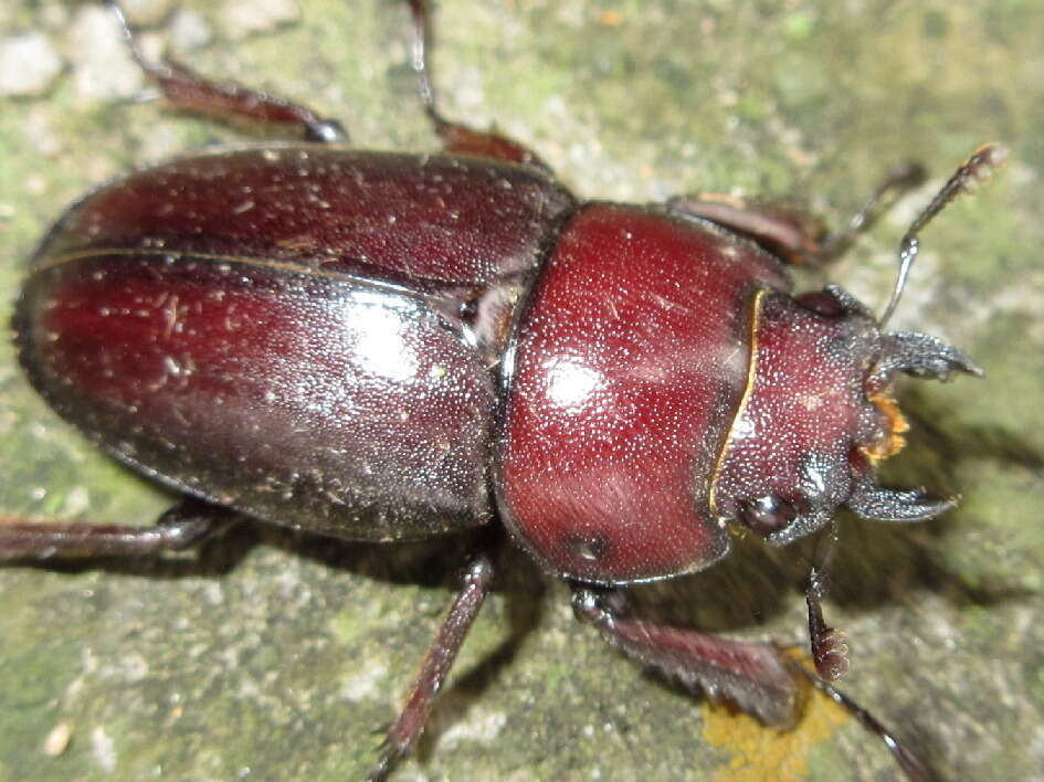 Image of Prosopocoilus (Psalidoremus) inclinatus (Motschulsky 1857)