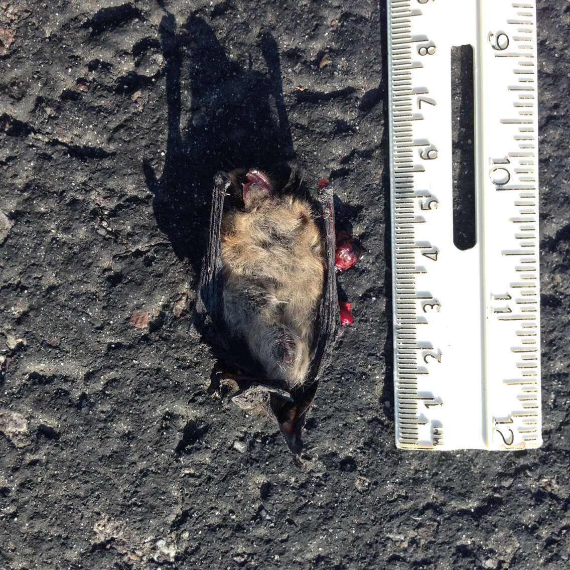 Image de Western small-footed bat