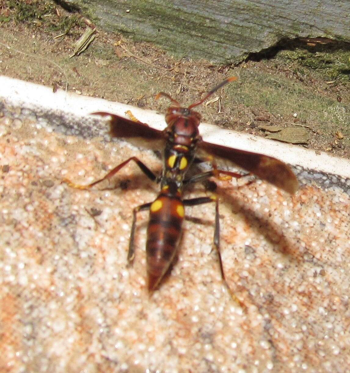 Image of Polistes simillimus Zikan 1951