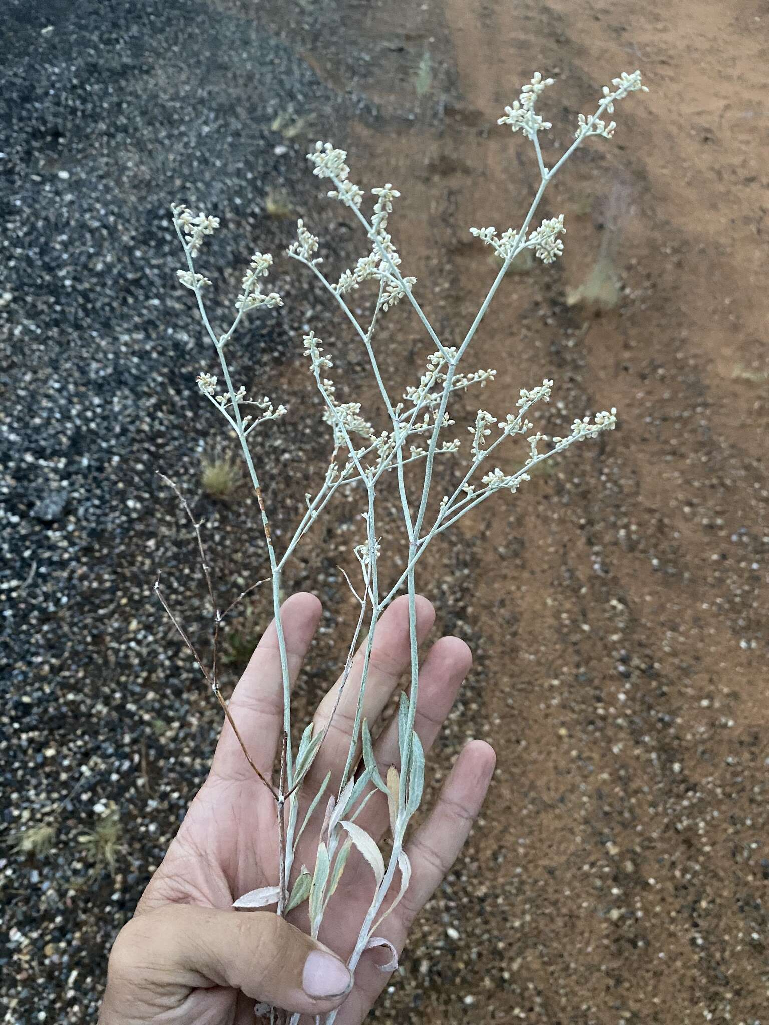 Eriogonum leptocladon var. ramosissimum (Eastwood) Reveal resmi