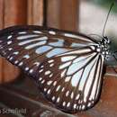 Ideopsis juventa tontoliensis Fruhstorfer 1897 resmi