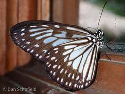 Image of Ideopsis juventa tontoliensis Fruhstorfer 1897